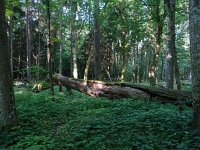 PL, Podlaskie, Bialowieza 21, Saxifraga-Hans Dekker