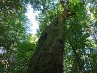 PL, Podlaskie, Bialowieza 6, Saxifraga-Hans Dekker