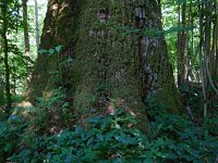 PL, Podlaskie, Bialowieza 7, Saxifraga-Hans Dekker