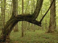 PL, Podlaskie, Bialowieza, Puszcza Bialowieska 1, Saxifraga-Bas Klaver