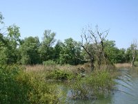 RO, Tulcea, Danube delta 15, Saxifraga-Dirk Hilbers