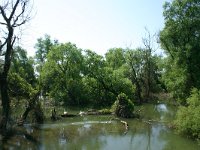 RO, Tulcea, Danube delta 16, Saxifraga-Dirk Hilbers