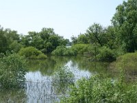 RO, Tulcea, Danube delta 17, Saxifraga-Dirk Hilbers