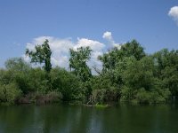 RO, Tulcea, Danube delta 24, Saxifraga-Dirk Hilbers