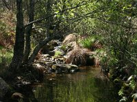 E, Caceres, Las Villuercas, Rio Viejas 1, Saxifraga-Dirk Hilbers