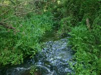 E, Cadiz, El Bosque, Rio El Bosque 2, Saxifraga-Dirk Hilbers