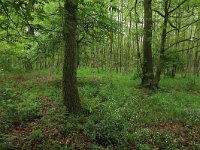 NL, Drenthe, Aa en Hunze, De Heest 12, Saxifraga-Hans Boll