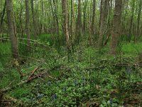 NL, Drenthe, Aa en Hunze, De Heest 8, Saxifraga-Hans Boll