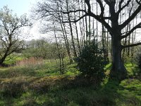 NL, Drenthe, Aa en Hunze, Drentsche Aa 38, Saxifraga-Hans Boll