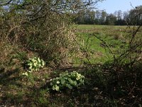 NL, Drenthe, Aa en Hunze, Drentsche Aa 46, Saxifraga-Hans Boll