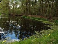 NL, Drenthe, Midden-Drenthe, Siberie 1, Saxifraga-Hans Dekker