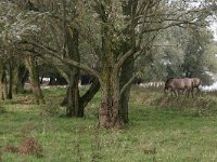 NL, Gelderland, Beuningen, Staartjeswaard 7, Saxifraga-Hans Boll