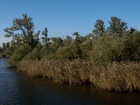 NL, Noord-Brabant, Altena, Biezengors benoorden Honderd en Dertig 2, Saxifraga-Jan van der Straaten