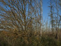 NL, Noord-Brabant, Altena, Boomgat 2, Saxifraga-Jan van der Straaten