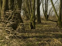 NL, Noord-Brabant, Altena, Bovenste Spieringpolder 5, Saxifraga-Jan van der Straaten