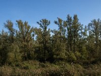 NL, Noord-Brabant, Altena, Doktershoek 2, Saxifraga-Jan van der Straaten