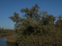 NL, Noord-Brabant, Altena, Doktershoek 5, Saxifraga-Jan van der Straaten