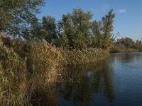 NL, Noord-Brabant, Altena, Gat van den Hardenhoek 51, Saxifraga-Jan van der Straaten