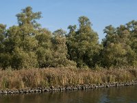 NL, Noord-Brabant, Altena, Groene Plaat benoorden Honderd en Dertig 1, Saxifraga-Jan van der Straaten