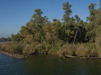 NL, Noord-Brabant, Altena, Groene Plaat benoorden Honderd en Dertig 3, Saxifraga-Jan van der Straaten