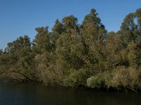 NL, Noord-Brabant, Altena, Groene Plaat benoorden Honderd en Dertig 6, Saxifraga-Jan van der Straaten