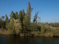 NL, Noord-Brabant, Altena, Groene Plaat benoorden Honderd en Dertig 7, Saxifraga-Jan van der Straaten