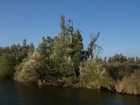 NL, Noord-Brabant, Altena, Groene Plaat benoorden Honderd en Dertig 8, Saxifraga-Jan van der Straaten