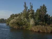 NL, Noord-Brabant, Altena, Groene Plaat benoorden Honderd en Dertig 9, Saxifraga-Jan van der Straaten