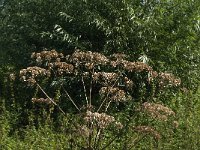 NL, Noord-Brabant, Altena, Jannezand 24, Saxifraga-Jan van der Straaten