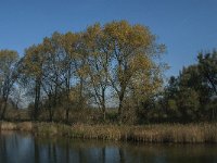 NL, Noord-Brabant, Altena, Middelste Gat van het Zand 2, Saxifraga-Jan van der Straaten