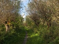 NL, Noord-Brabant, Altena, Pannekoek 2, Saxifraga-Jan van der Straaten