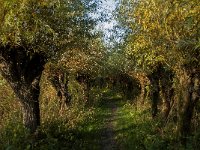 NL, Noord-Brabant, Altena, Pannekoek 7, Saxifraga-Jan van der Straaten