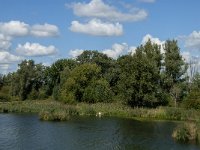 NL, Noord-Brabant, Altena, Polder Maltha 20, Saxifraga-Jan van der Straaten