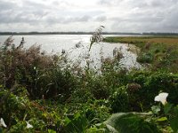 NL, Noord-Brabant, Altena, Polder Maltha 6, Saxifraga-Jan van der Straaten