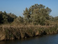 NL, Noord-Brabant, Altena, Polder Moordplaat 7, Saxifraga-Jan van der Straaten