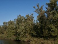 NL, Noord-Brabant, Altena, Rupsenhoek 2, Saxifraga-Jan van der Straaten