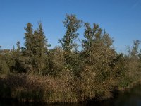 NL, Noord-Brabant, Altena, Rupsenhoek 6, Saxifraga-Jan van der Straaten