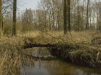 NL, Noord-Brabant, Baarle-Nassau, Halsche Beemden 195, Saxifraga-Marijke Verhagen