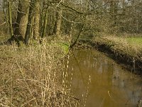 NL, Noord-Brabant, Baarle-Nassau, Halsche Beemden 197, Saxifraga-Marijke Verhagen