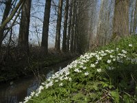 NL, Noord-Brabant, Boxtel, Bundersdijk 6, Saxifraga-Willem van Kruijsbergen