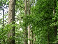 NL, Noord-Brabant, Boxtel, De Geelders 15, Saxifraga-Henk Sierdsema