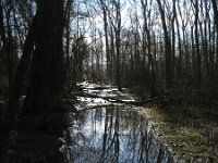 NL, Noord-Brabant, Boxtel, De Geelders 16, Saxifraga-Henk Sierdsema