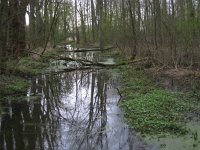 NL, Noord-Brabant, Boxtel, De Geelders 17, Saxifraga-Henk Sierdsema