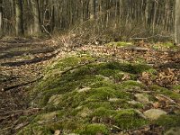 NL, Noord-Brabant, Boxtel, De Geelders 19, Saxifraga-Willem van Kruijsbergen