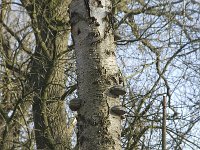 NL, Noord-Brabant, Boxtel, De Geelders 28, Saxifraga-Willem van Kruijsbergen