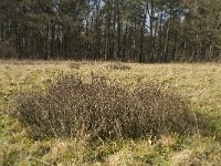 NL, Noord-Brabant, Boxtel, De Geelders 30, Saxifraga-Willem van Kruijsbergen