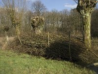 NL, Noord-Brabant, Boxtel, De Geelders 34, Saxifraga-Willem van Kruijsbergen