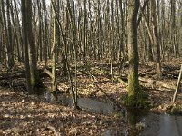 NL, Noord-Brabant, Boxtel, De Geelders 41, Saxifraga-Willem van Kruijsbergen