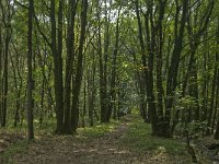 NL, Noord-Brabant, Boxtel, De Geelders 45, Saxifraga-Jan van der Straaten