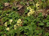 NL, Noord-Brabant, Boxtel, De Scheeken 10, Saxifraga-Jan van der Straaten